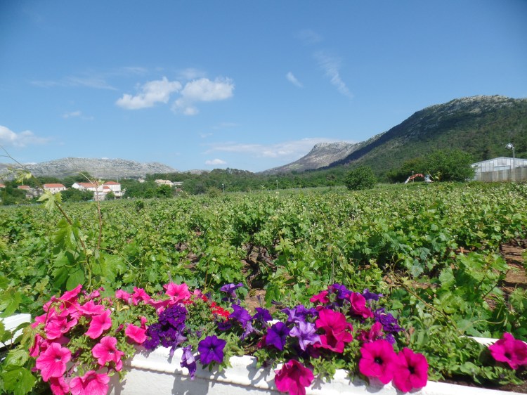 SAMSUNG CAMERA PICTURES